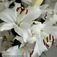 Buy canvas prints of White Stargazer Lilies by Karen Martin