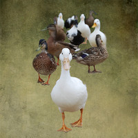 Buy canvas prints of Ducks Approaching by Karen Martin