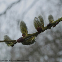 Buy canvas prints of Willow Catkins by Karen Martin
