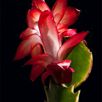 Buy canvas prints of Christmas Cactus Flower on Stem by Karen Martin