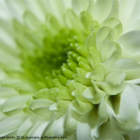 Buy canvas prints of White and Green Petals by Karen Martin