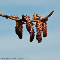 Buy canvas prints of Red Catkins, Blue Sky by Karen Martin