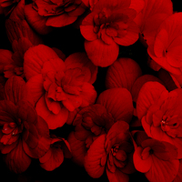 Buy canvas prints of Red Begonia  by Karen Martin