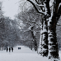 Buy canvas prints of Winter Trees by Karen Martin