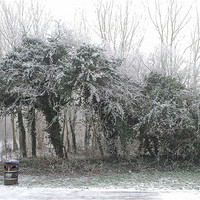 Buy canvas prints of Winter Hedge by Karen Martin