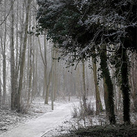Buy canvas prints of Winter Path by Karen Martin