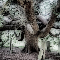 Buy canvas prints of Graveyard Tree by Karen Martin