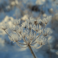 Buy canvas prints of Frosted Seed Pods by Karen Martin