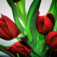 Buy canvas prints of Red Tulips by Karen Martin