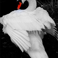 Buy canvas prints of Swan by Karen Martin