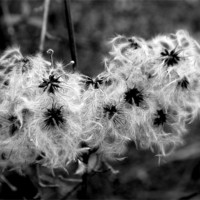 Buy canvas prints of Curly Seed Heads by Karen Martin