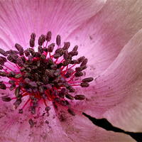 Buy canvas prints of Centre of Anenome by Karen Martin