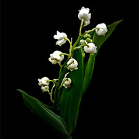 Buy canvas prints of Lily of the Valley by Karen Martin