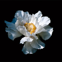 Buy canvas prints of White Flower by Karen Martin