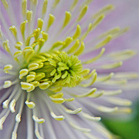 Buy canvas prints of Close Up Clematis by Karen Martin