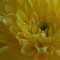 Buy canvas prints of Yellow Chrysanthemum by Karen Martin