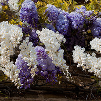 Buy canvas prints of Blue and White Wisteria by Karen Martin