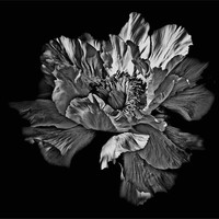 Buy canvas prints of Black and White Flower by Karen Martin