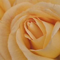 Buy canvas prints of Yellow Rose by Karen Martin
