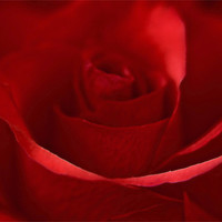 Buy canvas prints of Dreamy Red Rose by Karen Martin