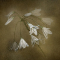 Buy canvas prints of White Bell Flowers by Karen Martin