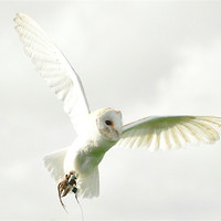 Buy canvas prints of Barn Owl on the hunt by Peter Clark