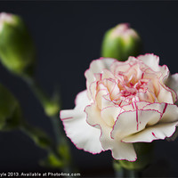 Buy canvas prints of White and pink carnation by John Boyle