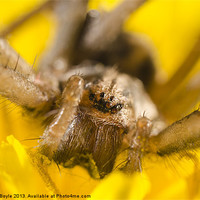 Buy canvas prints of common house spider by John Boyle