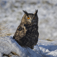 Buy canvas prints of  Owl in snow by John Boyle