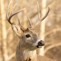 Buy canvas prints of Whitetail Buck Deer by Gary Beeler