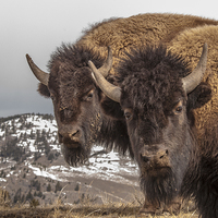 Buy canvas prints of Two Bison by Gary Beeler