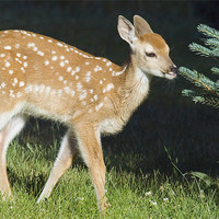 Buy canvas prints of White-tailed Fawn by Gary Beeler