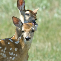 Buy canvas prints of Fawns by Gary Beeler