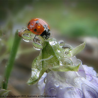 Buy canvas prints of Ladybird under a Summer rain by 