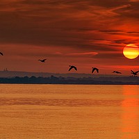 Buy canvas prints of Geese flying at sunrise by Jan Sutton