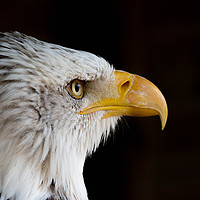 Buy canvas prints of Staring Eagle by Lewis Wiffen