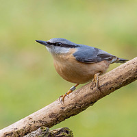 Buy canvas prints of Nuthatch by Lewis Wiffen