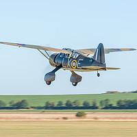 Buy canvas prints of Lysander Take off by Lewis Wiffen