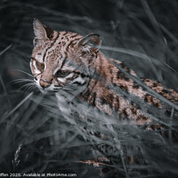 Buy canvas prints of Ocelot by Lewis Wiffen