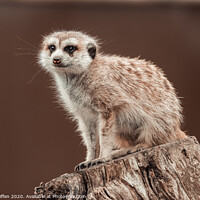 Buy canvas prints of meerkat lookout by Lewis Wiffen