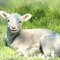 Buy canvas prints of  Lamb by Alison Chambers