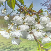 Buy canvas prints of  White Cherry Blossom  by Alison Chambers