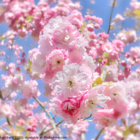 Buy canvas prints of Cherry Blossom Daze by Alison Chambers