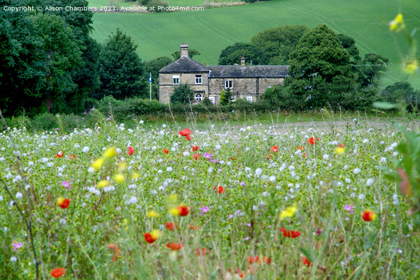Flockton Flower Meadow  Picture Board by Alison Chambers