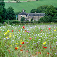 Buy canvas prints of Flockton Flower Meadow  by Alison Chambers
