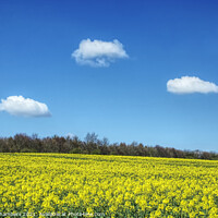 Buy canvas prints of Oilseed Rape Landscape  by Alison Chambers