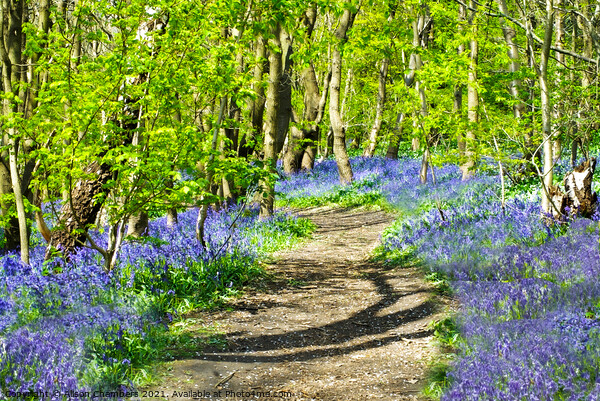 A Path Through The Bluebells Picture Board by Alison Chambers