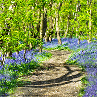 Buy canvas prints of A Path Through The Bluebells by Alison Chambers