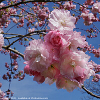 Buy canvas prints of Double Pink Cherry Blossom by Alison Chambers