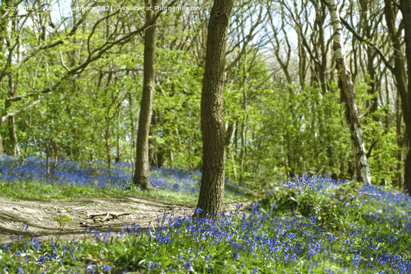 Yorkshire Bluebell Walk Picture Board by Alison Chambers
